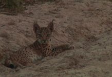 Missing Lynx – The Algarve Tiger – PROMO