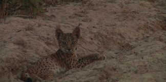 Missing Lynx – The Algarve Tiger – PROMO