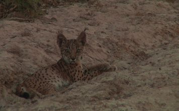 Missing Lynx – The Algarve Tiger – PROMO