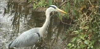 New Father Thames PROMO