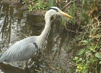 New Father Thames PROMO