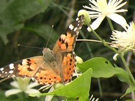 Insects in the Coalmine PROMO