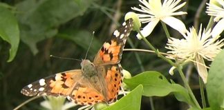 Insects in the Coalmine PROMO