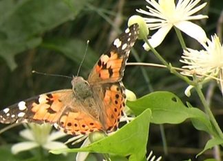 Insects in the Coalmine PROMO