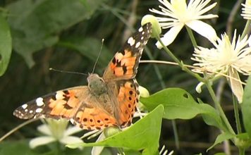 Insects in the Coalmine PROMO
