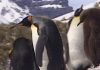 Antarctic EcoTour PROMO