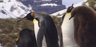 Antarctic EcoTour PROMO