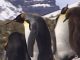 Antarctic EcoTour PROMO