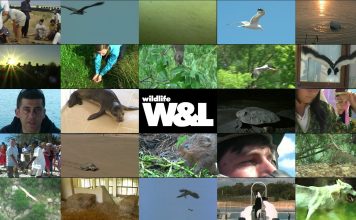 There is still time to save the planet – 3′ promo