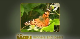 Insects in the Coalmine Part One