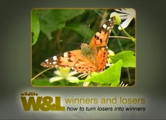 Insects in the Coalmine Part One