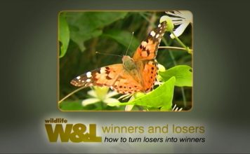 Insects in the Coalmine Part One