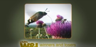 Insects in the Coalmine Part Two