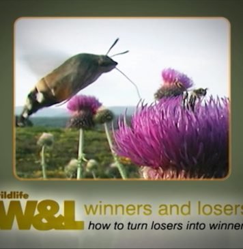 Insects in the Coalmine Part Two