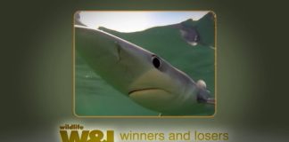 Majorca’s Shark – The TRUTH