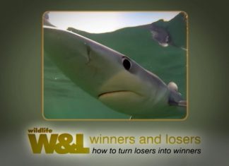 Majorca’s Shark – The TRUTH
