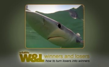 Majorca’s Shark – The TRUTH