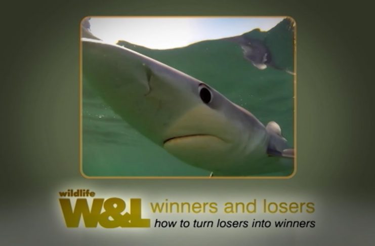 Majorca’s Shark – The TRUTH