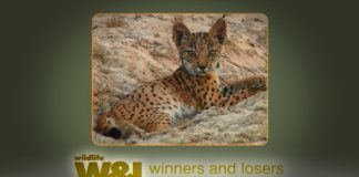 Missing Lynx – The Algarve Tiger