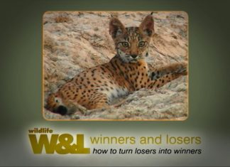 Missing Lynx – The Algarve Tiger