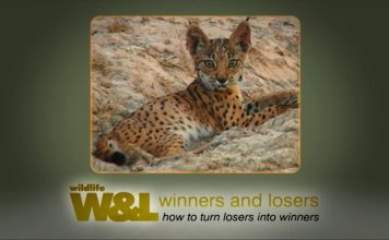 Missing Lynx – The Algarve Tiger