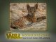 Missing Lynx – The Algarve Tiger