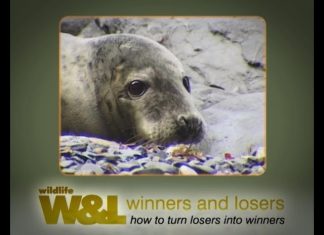 Being a Seal