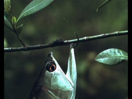 Arowana –The Water Monkey – Part 1