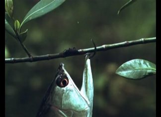 Arowana –The Water Monkey – Part 1