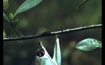 Arowana –The Water Monkey – Part 1