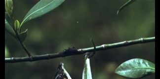 Arowana –The Water Monkey – Part 2