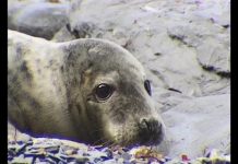 Being a Seal – PROMO