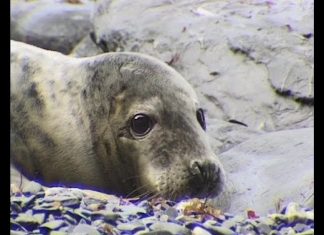 Being a Seal – PROMO