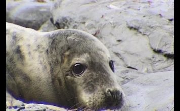 Being a Seal – PROMO