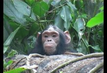 Chimps and Trees PROMO