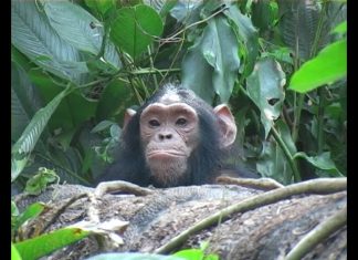 Chimps and Trees PROMO