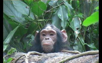 Chimps and Trees PROMO