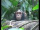 Chimps and Trees PROMO