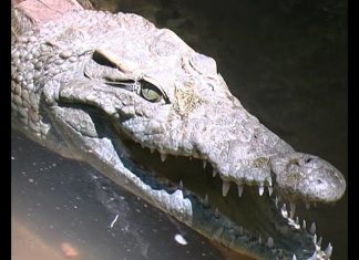 Croc Attack!