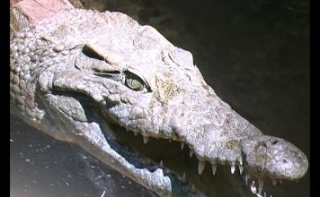 Croc Attack!