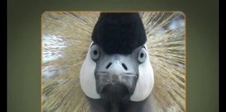 Crowned Crane – Queen of the Marsh PART 1