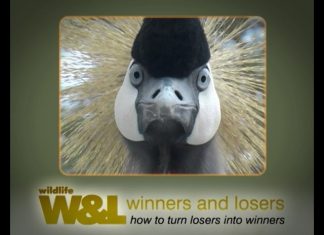 Crowned Crane – Queen of the Marsh PART 1