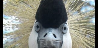 Crowned Crane – Queen of the Marsh PROMO