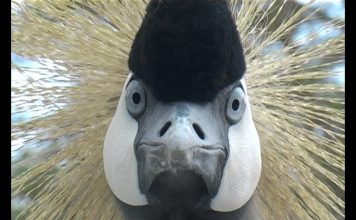 Crowned Crane – Queen of the Marsh PROMO