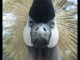 Crowned Crane – Queen of the Marsh PROMO