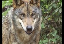 Don’t Cry Wolf You May Be Winning PROMO