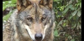 Don’t Cry Wolf You May Be Winning PROMO