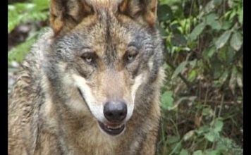 Don’t Cry Wolf You May Be Winning PROMO