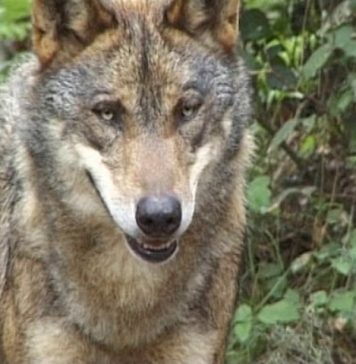 Don’t Cry Wolf You May Be Winning PROMO