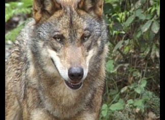 Don’t Cry Wolf You May Be Winning